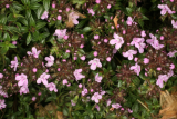 Thymus herba-barona RCP5-09 109.jpg